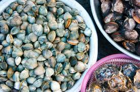 Conchas del mar